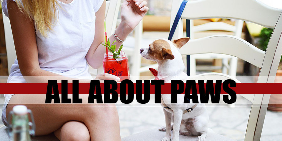 Animal Dreamboat | all about paws