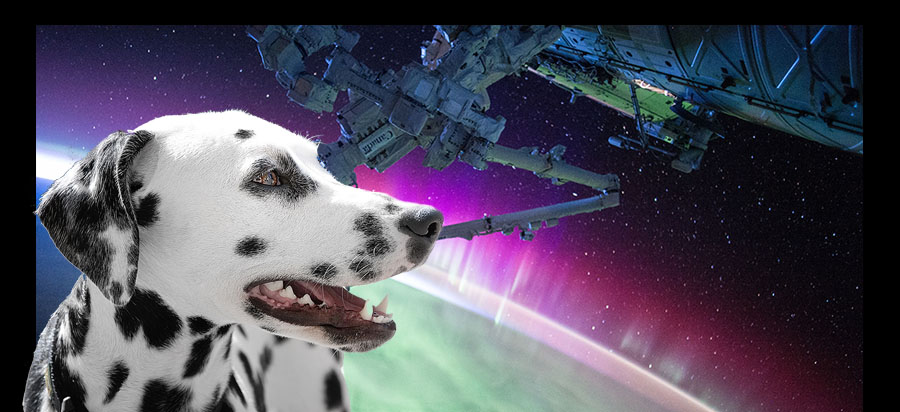 Animal Dreamboat