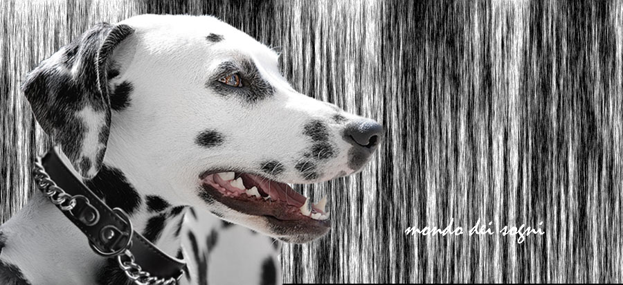 Animal Dreamboat