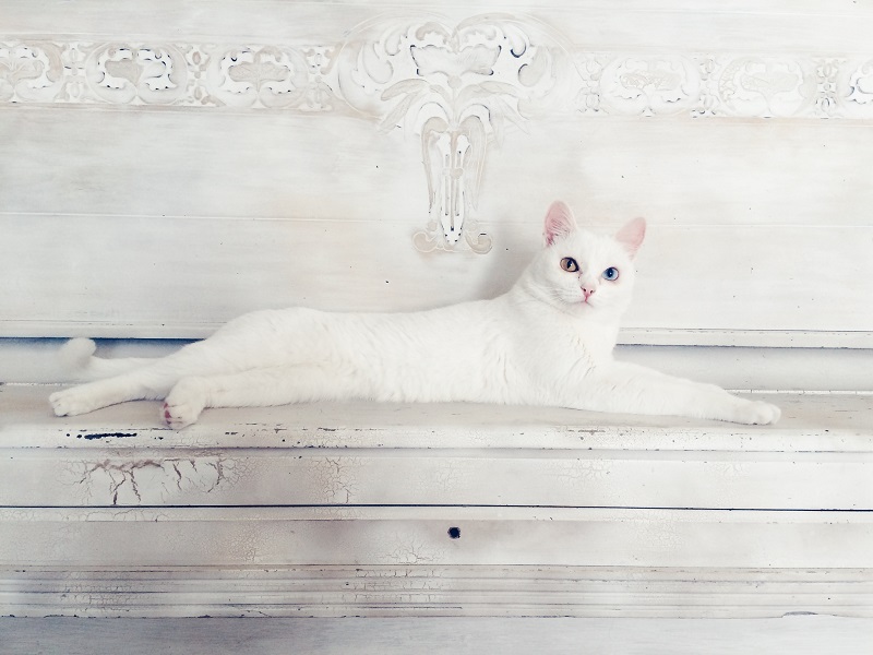 Animal Dreamboat