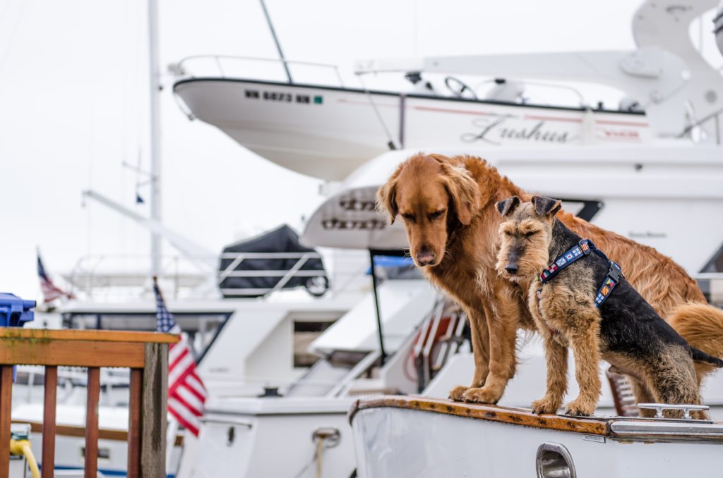 Animal Dreamboat