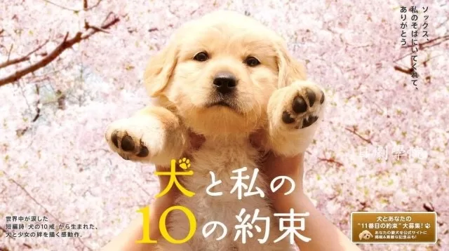 Animal Dreamboat
