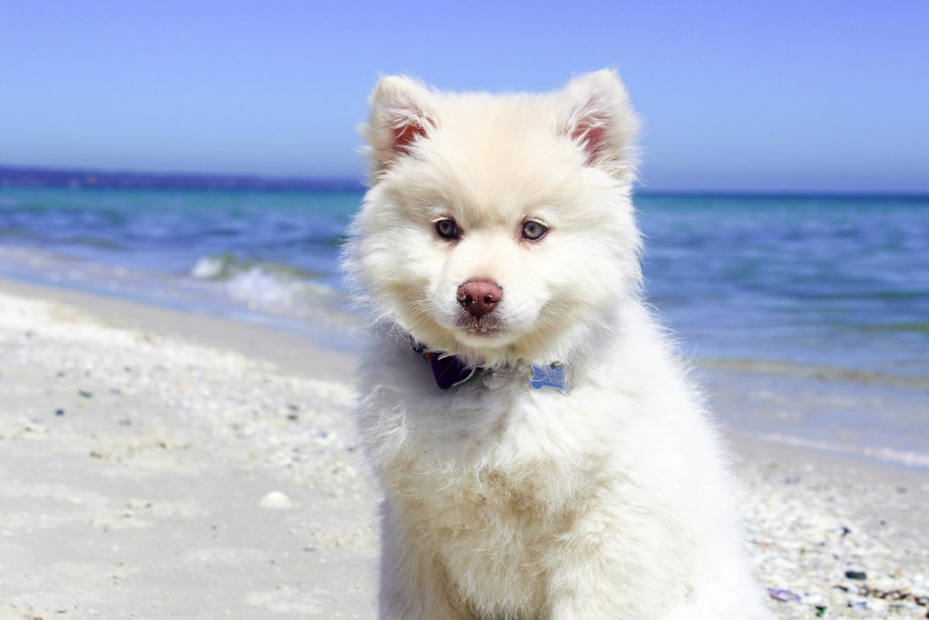 Animal Dreamboat