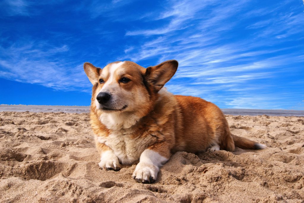 Animal Dreamboat