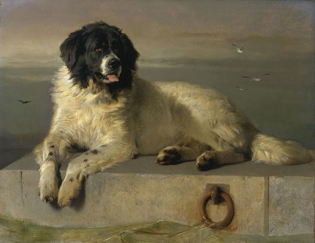 Animal Dreamboat